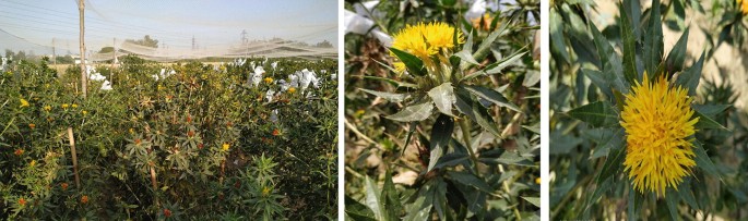 Safflower Plant Facts and Uses: Vegetable Oil, Dye, and Insulin - Owlcation