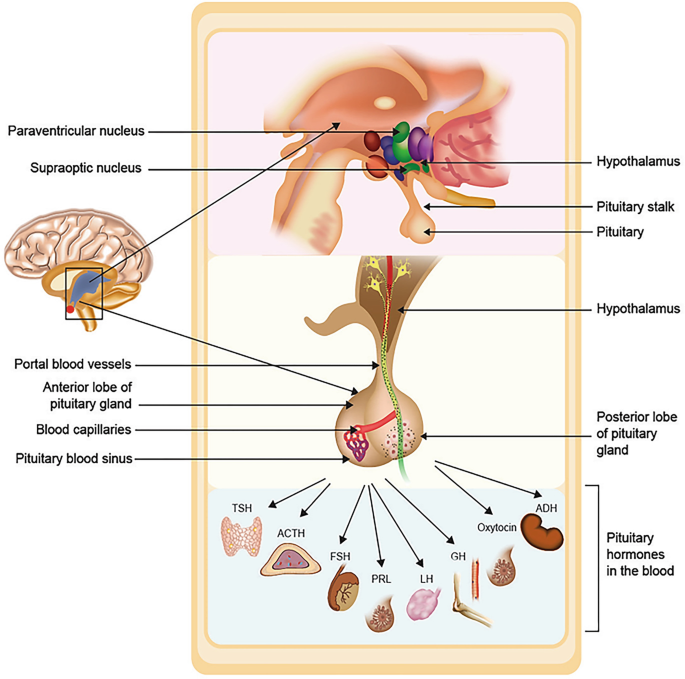 The Pituitary Gland: Functional Relationship with the Hypothalamus,  Structure, and Physiology | SpringerLink