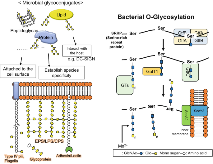 Pathogen Host Infection Via Glycan Recognition And Interaction Springerlink