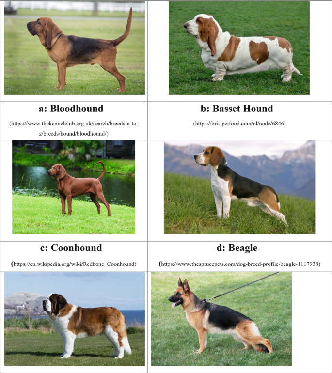 The 10 Best Search And Rescue Dog Breeds - AZ Animals