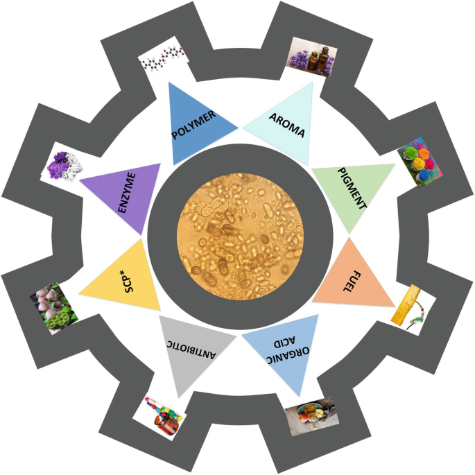 Valorization Of Fruit And Vegetable Waste Yeast Fermentation Springerlink