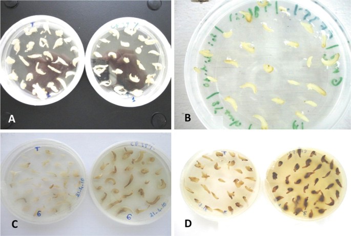 4 photos labeled A to D exhibit in-vitro somatic embryo selection. All the photos display circular plates filled with transparent liquid and embryos.