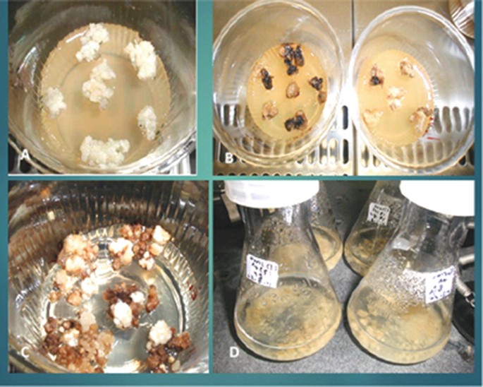 4 photos labeled A to D display the following. Calli in fresh solid culture medium. 2 beakers with survived and dead Calli are kept separately. Survived and dead Calli are kept together in a beaker. 4 flasks with liquid are filled in and their mouths are covered.