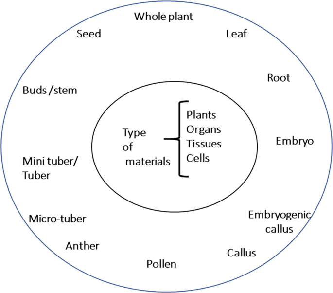 A circular model with types of materials from plant, organ, tissue, and cells in the inner circle and whole plant, leaf, root, embryo, embryogenic callus, callus, pollen, anther, microtube, mini tuber or tuber, buds or stem, and seed is listed in the outer circle.