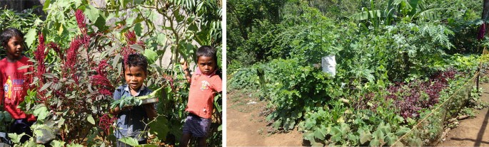 Cardamom plantation in Kerala - Pepper Tour 2025