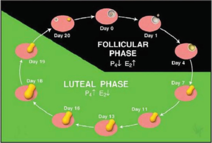 Advances in Estrous Synchronization and Timed Breeding Programs for Fertility Enhancement in Cattle and Buffaloes | SpringerLink Advances in Estrous Synchronization and Timed Breeding Programs for Fertility Enhancement in Cattle and Buffaloes | SpringerLink