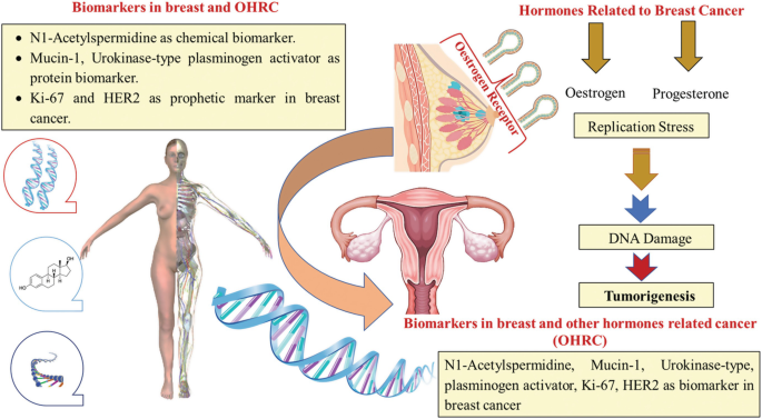 Relationship of Breast Cancer with Other Hormone-Sensitive Cancers | SpringerLink