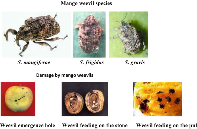 Pests and Their Management in Mango | SpringerLink