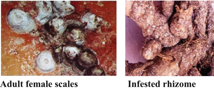 Pests and Their Management in Spices | SpringerLink