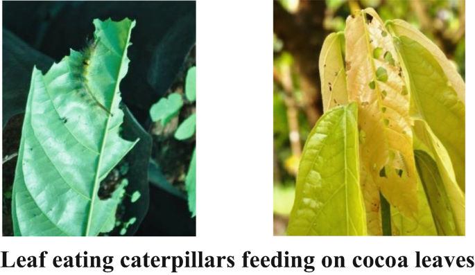 Pests and Their Management in Cocoa | SpringerLink
