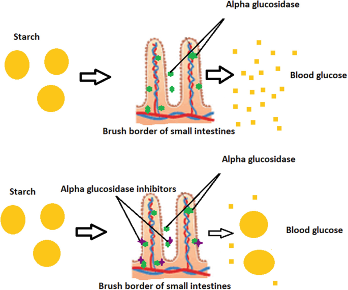 α-Glucosidase Inhibitors for Diabetes/Blood Sugar Regulation | SpringerLink
