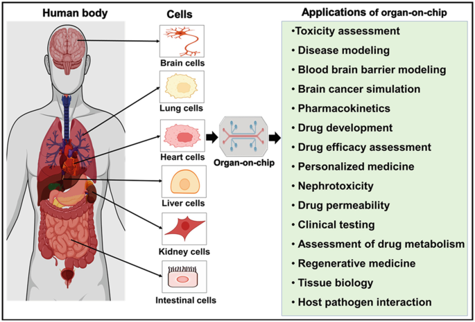 Blood Brain Barrier  Blood Brain Barrier - Structure & Function