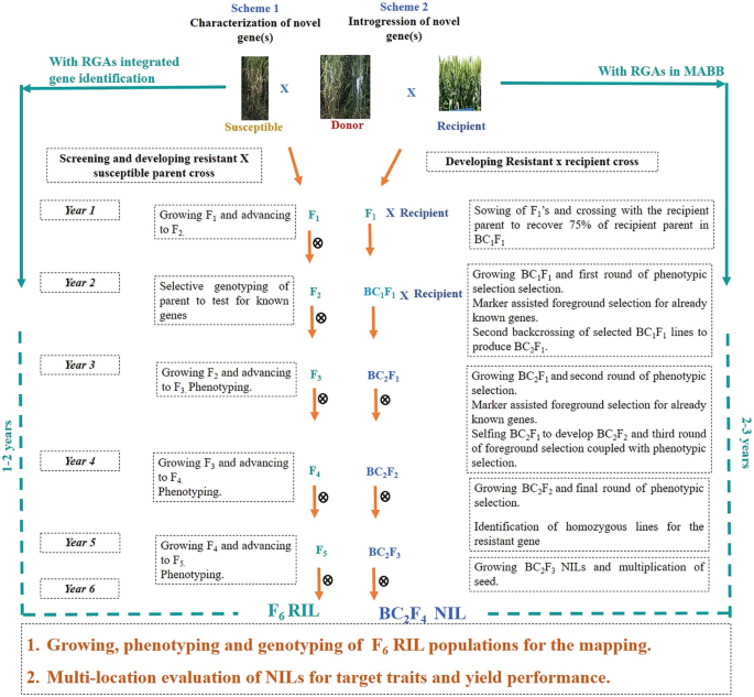 A schematic representation depicts 2 schemes of characterization and introgression of novel genes with R G A and M A B B. The screening and development of resistant, parent and recipient crosses for different generations from year 1 to year 6 are depicted.