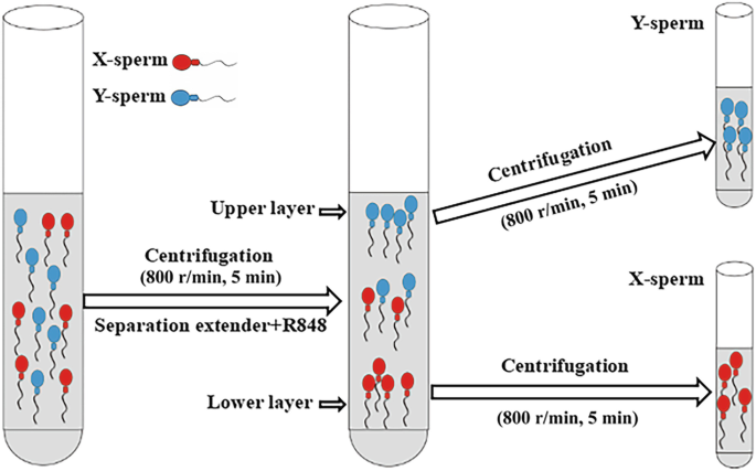 Recent Advances and Challenges in the Development of Novel Sperm Sexing  Methods | SpringerLink