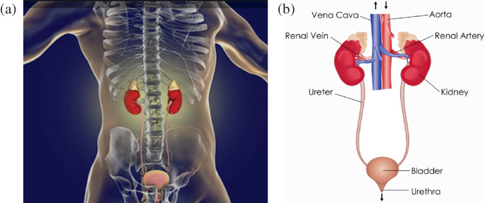 Renal System: Kidney  ditki medical & biological sciences