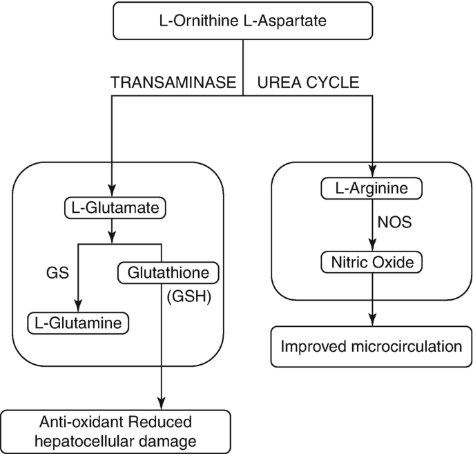 glutathione for cirrhosis Three amino acids walk into a bar….the adventures of supporting glutathione  synthesis in fatty liver disease using serine & nicotinamide riboside main image 0