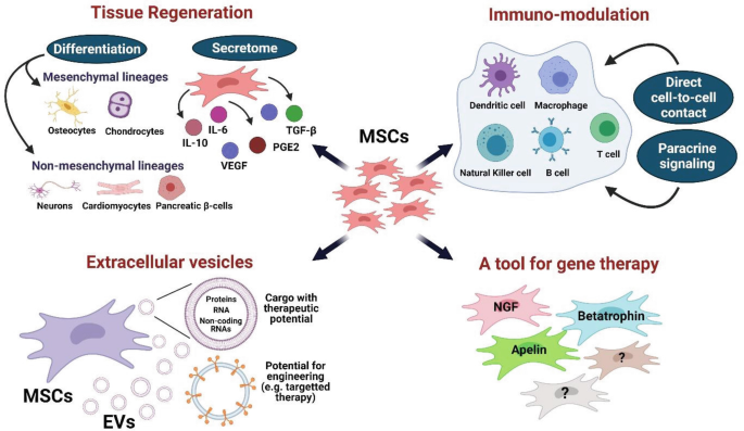 Mesenchymal Stem Cells: Navigating the Frontiers of Regenerative Medicine -  Assay Genie