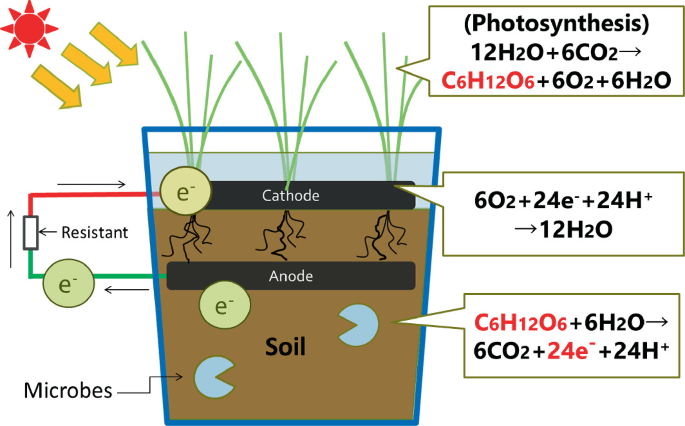 An illustration of a pot plant with a fuel cell. An anode is placed in the soil containing microbes below the roots and a cathode is placed above the soil. Electrons travel from the anode via the resistance to the cathode. Three speech bubble reads the equation for photosynthesis, and reaction in the cathode and in the soil respectively.