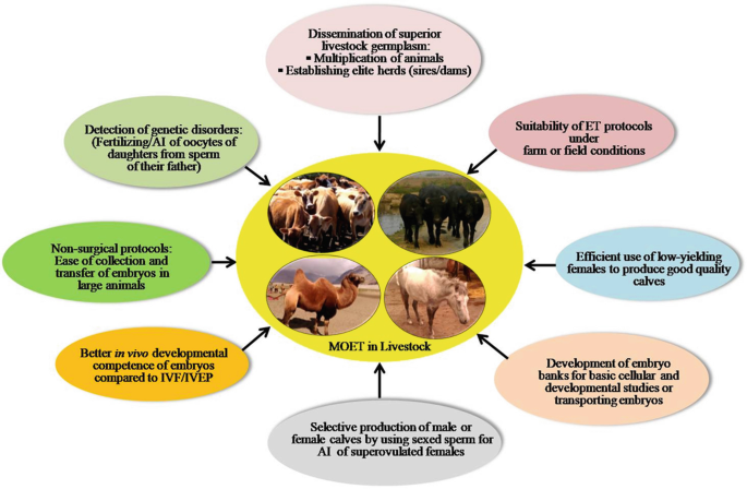 Multiple Ovulation and Embryo Transfer in Livestock Production 