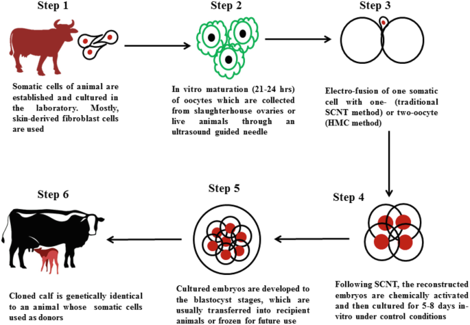Milestones and Recent Developments in Farm Animal Cloning | SpringerLink Milestones and Recent Developments in Farm Animal Cloning | SpringerLink