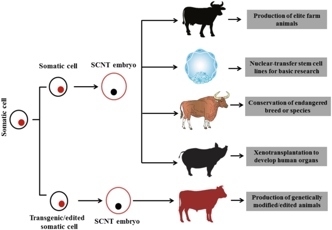 Milestones and Recent Developments in Farm Animal Cloning | SpringerLink