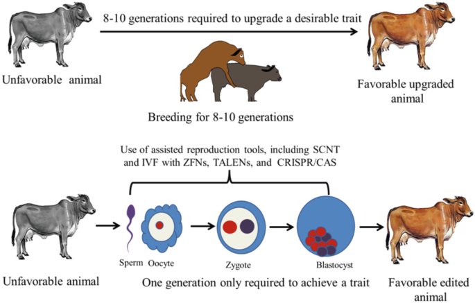 Milestones and Recent Developments in Farm Animal Cloning | SpringerLink