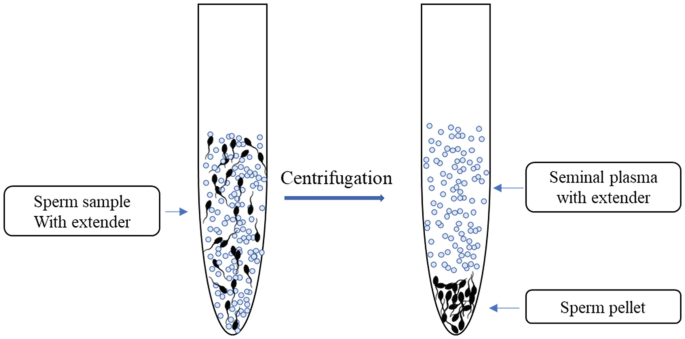 Nano Purification of Semen: A Novel Technique for Enrichment of Superior  Quality Spermatozoa | SpringerLink