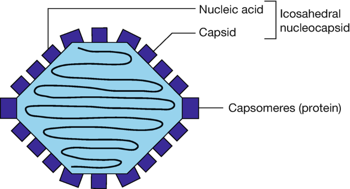 Introduction to Viruses | SpringerLink