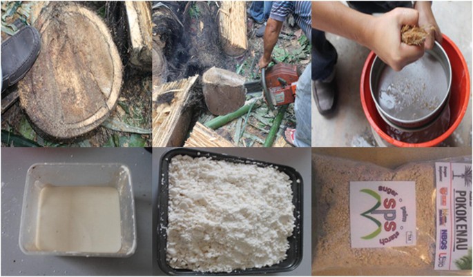 A photo in which a palm tree is cut and a person with boots stands near the cut tree. In the second, a saw is used to cut the inner parts. In the third, the sugar palm is filtered out by a filter. In the fourth, the extracted juice is cooled down. In the fourth and fifth images, starch is produced in powder form and packed in a plastic cover.