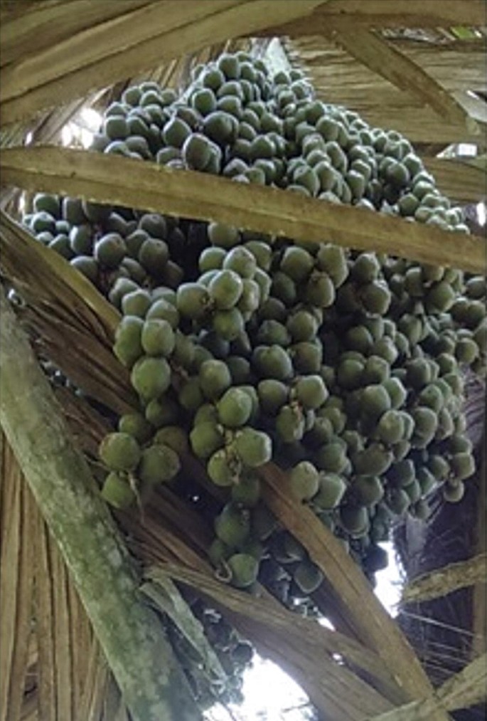 A photo of the sugar palm tree which has fruit bunches that hang in between the leaves. It has spike-shaped dry leaves and a strong trunk. The palm fruits are irregular spheres with a drape on their outer layer.