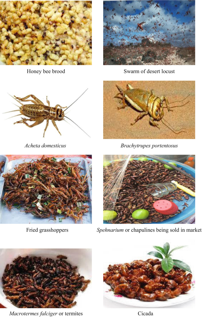 Insects as Human Food