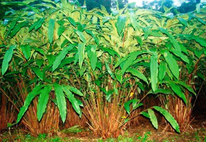 Large (Black) Cardamom | Springer Nature Link
