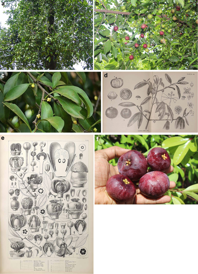 Garcinia