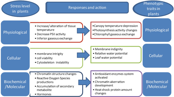 A flowchart of various responses and actions in plants due to stress levels or phenotypic traits. The stress level in plants can be due to factors like physiological, cellular, biochemical, or molecular. The responses in plants due to the above-listed factors are listed against the corresponding factor. The same goes for the phenotypic traits also.