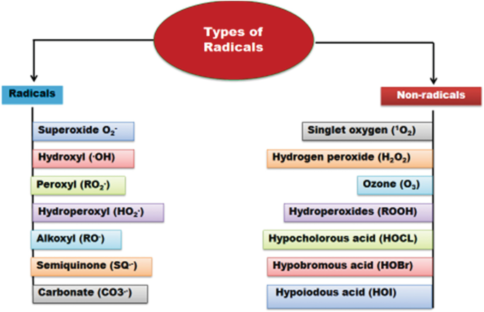 The model on types of radicals: they are radicals or nonradicals. The radicals include superoxide, hydroxyl, peroxyl, hydroperoxyl, carbonate, alkoxyl, and semiquinone. The nonradicals include singlet oxygen, hydrogen peroxide, ozone, hydroperoxides, hypochlorous acid, hypobromous acid, and hypoiodous acid.