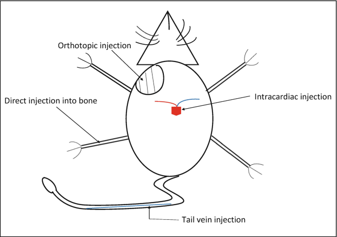 Animal Models for Bone Metastasis Study