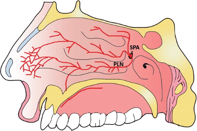 Endoscopic Nasal and Paranasal Sinus Surgery | SpringerLink