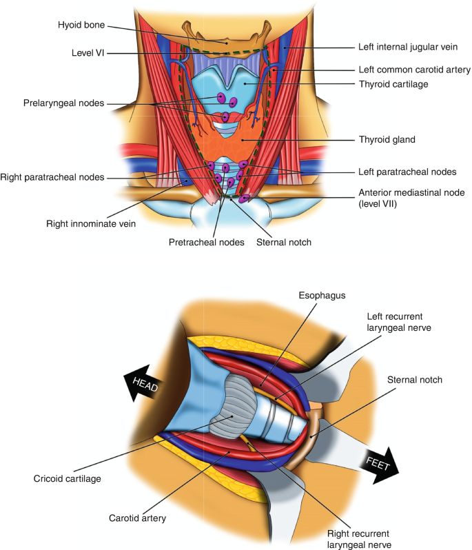 A two-part anatomy of the neck with labeled parts. Some of the labels on the top illustration are hyoid bone, level 6, left internal jugular vein, and 10 others. The illustration at the bottom contains 6 labeled parts including the esophagus and carotid artery.