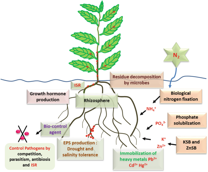 Plant Growth-Promoting Microbes: Key Players in Organic Agriculture |  Springer Nature Link