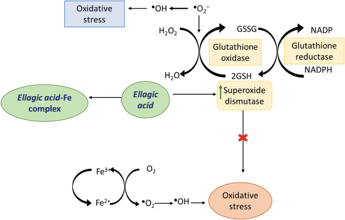 glutathione oxidase The glutathione redox cycle, demonstrating the inter-conversion of