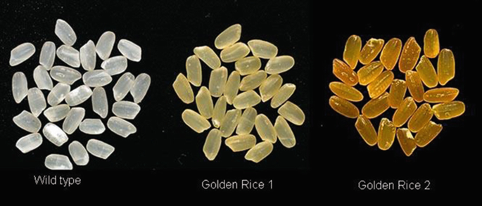 3 photographs of the different rice types are illustrated. On the left is the wild type, in the middle is the golden rice 1, and on the right is the golden rice 2.