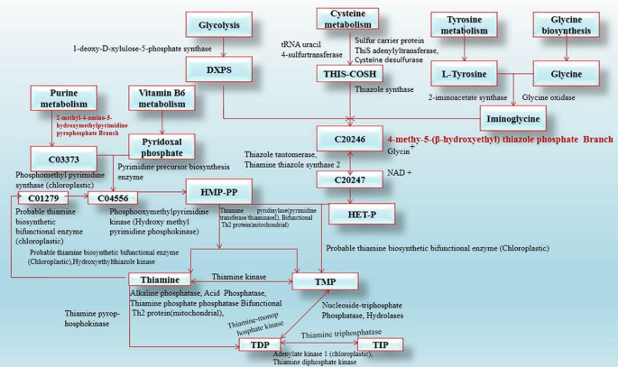 An illustration of the thiamine biosynthesis pathway.