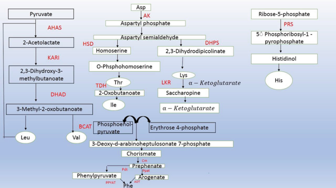 An illustration of the formulation for biosynthesis of amino acids.