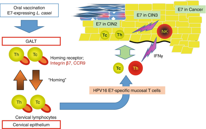 A labeled diagram illustrates the pharmacological effects of the oral vaccination with E 7-expressing Lactobacillus casei.