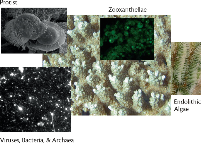 A photograph consists of Protist, Zooxanthellae, Endolithic Algae, Virus, Bacteria, and Archaea.