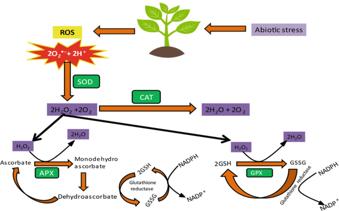 Oxidative Stress and Antioxidant Enzymes in Cereals Under Abiotic Stress |  Springer Nature Link