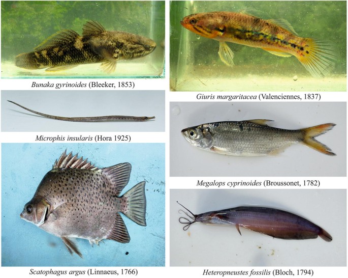 A set of six photographs has fishes belonging to freshwaters and estuarine in the Great Nicobar islands with names and years of identification.