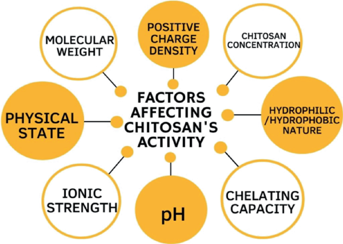 A model diagram enumerates the factors affecting chitosan's activity. These are molecular weight, positive charge density, chitosan concentration, hydrophilic or hydrophobic nature, chelating capacity, pH, ionic strength, and physical state.