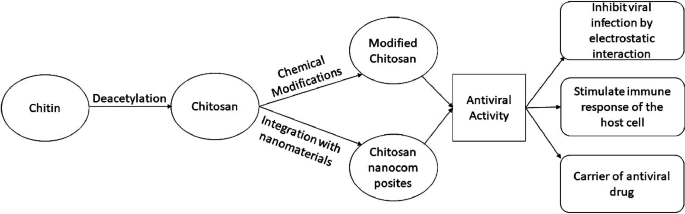 A flowchart starts with the deacetylation of chitin to chitosan. Chitosan is modified and integrated with nanomaterials to produce antiviral activities.