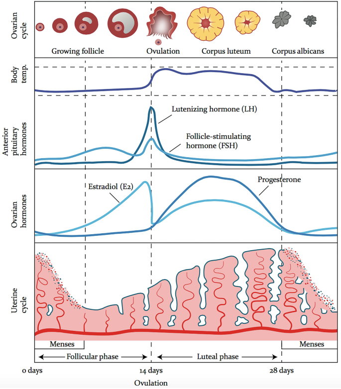 An illustration depicts the ovarian cycle, body temperature, anterior pituitary hormones, ovarian hormones, and uterine cycle for ovulation from 0 to 28 days.